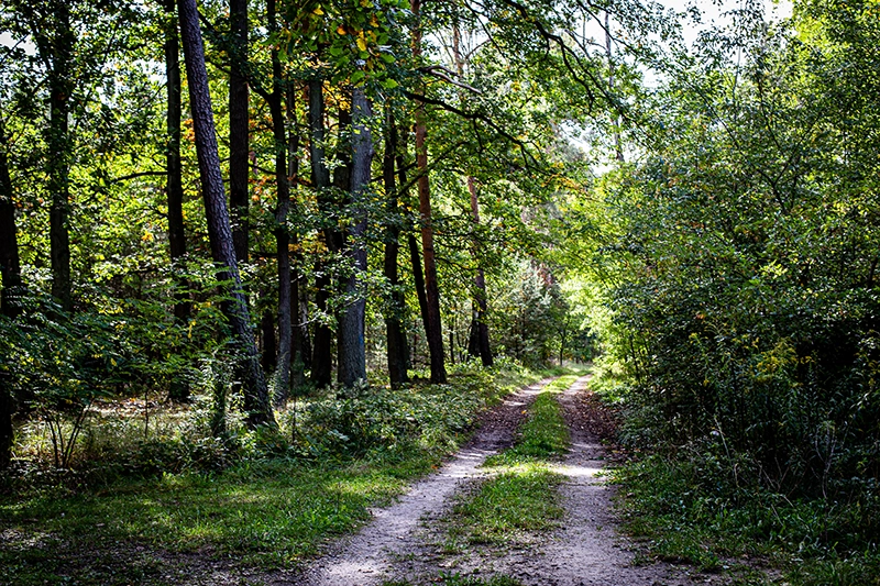 Waldweg